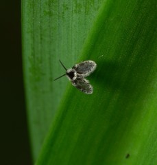 Lepiseodina conspicua