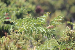 Pteridium aquilinum decompositum
