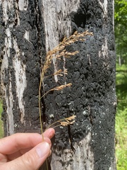 Festuca paradoxa