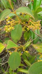 Miconia dependens