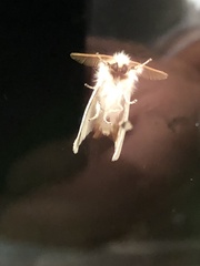 Euproctis chrysorrhoea