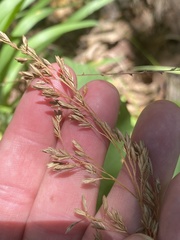 Festuca paradoxa