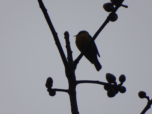 Chloropsis hardwickii