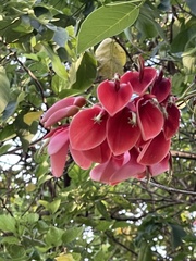 Erythrina crista-galli
