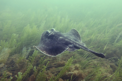 Urolophus cruciatus