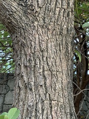 Erythrina crista-galli