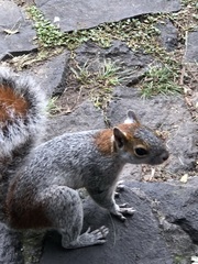 Sciurus aureogaster
