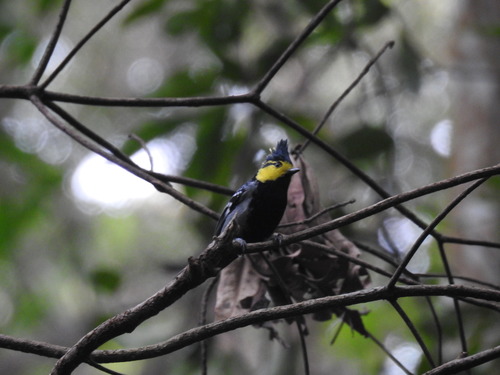 Machlolophus spilonotus