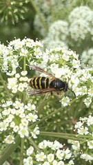 Dolichovespula alpicola