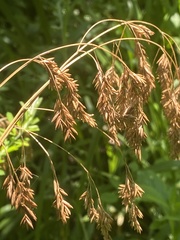 Festuca paradoxa