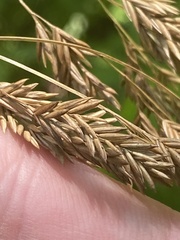 Festuca paradoxa