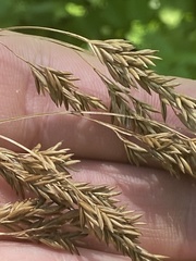 Festuca paradoxa