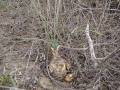 Albuca caudata
