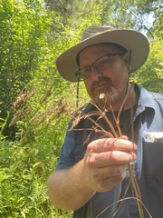 Festuca paradoxa