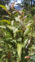 Chromolaena glaberrima