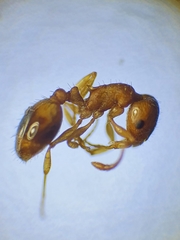 Temnothorax nylanderi