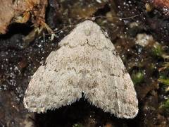 Dyspyralis puncticosta