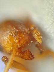 Temnothorax nylanderi