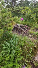 Knautia longifolia