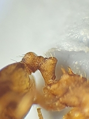 Temnothorax nylanderi