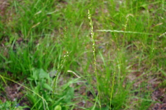 Lolium perenne