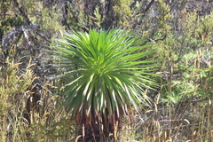 Argyroxiphium grayanum