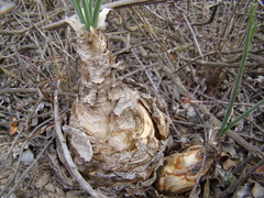 Albuca caudata