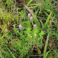 Polygala chapmanii
