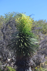 Argyroxiphium grayanum