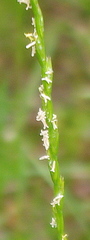 Lolium perenne