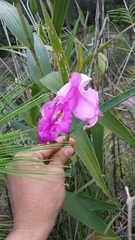Sobralia macrantha