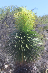 Argyroxiphium grayanum