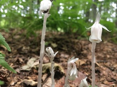 Monotropa