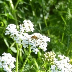 Pseudovadonia