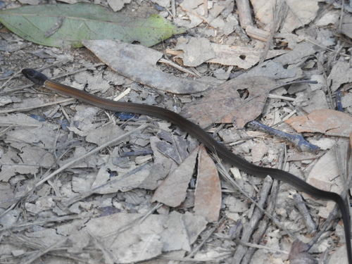 Sibynophis chinensis