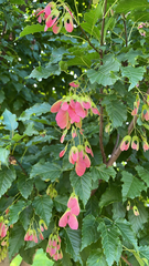 Acer tataricum