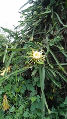 Selenicereus costaricensis