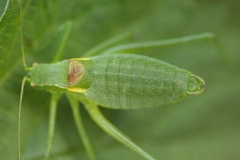 Isophya camptoxypha