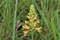Platanthera chapmanii