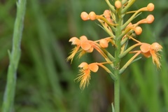 Platanthera chapmanii