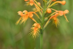 Platanthera chapmanii