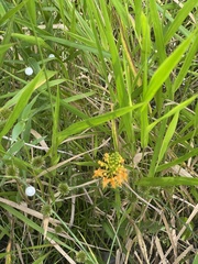 Platanthera chapmanii