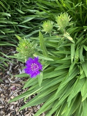 Stokesia