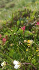 Oreojuncus monanthos