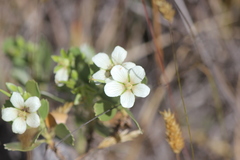 Geranium cuneatum