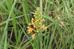Platanthera chapmanii