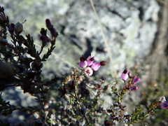 Erica umbellata