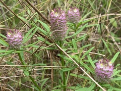 Polygala cruciata