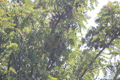Chlorodrepanis virens wilsoni
