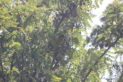 Chlorodrepanis virens wilsoni